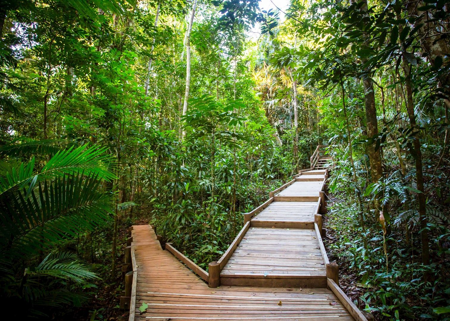 Rainforest Canopy Perch