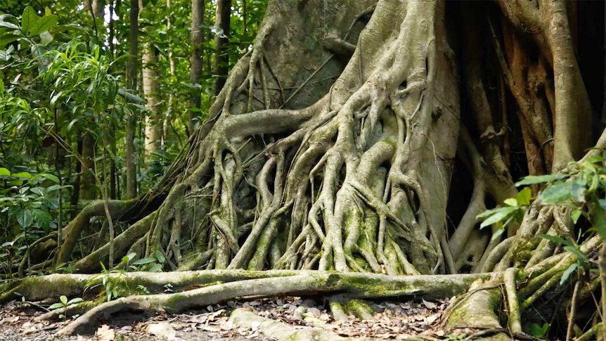 Big Banyan Fig