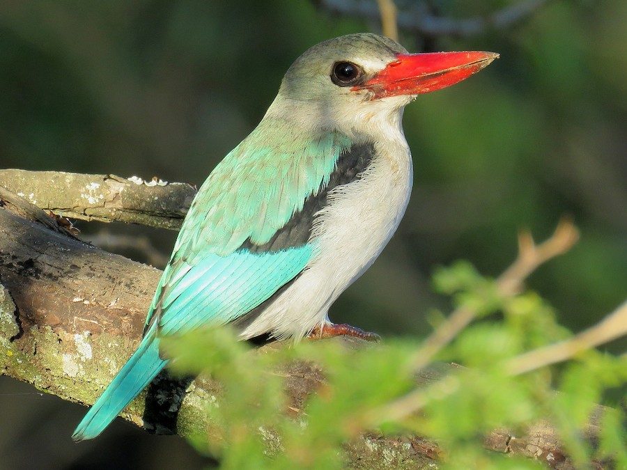 Mangrove Kingfisher Habitat