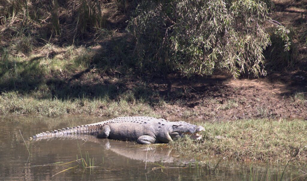 Port Douglas Croc River Cruise