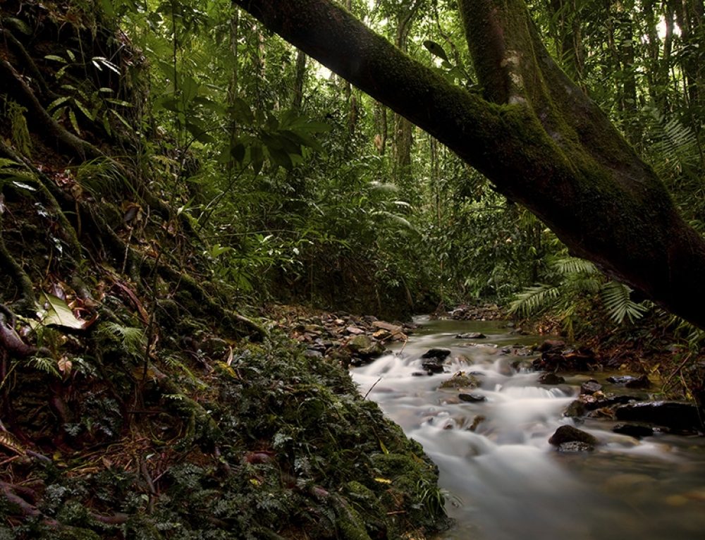 Cooper Creek Wilderness