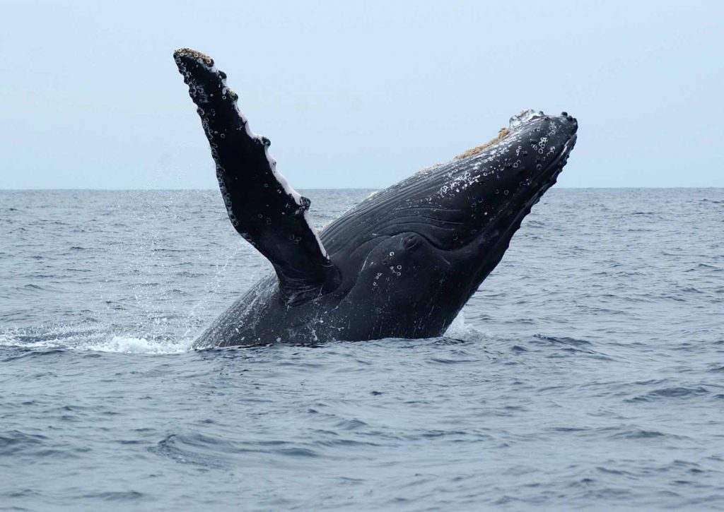 Humpback Whale Migration