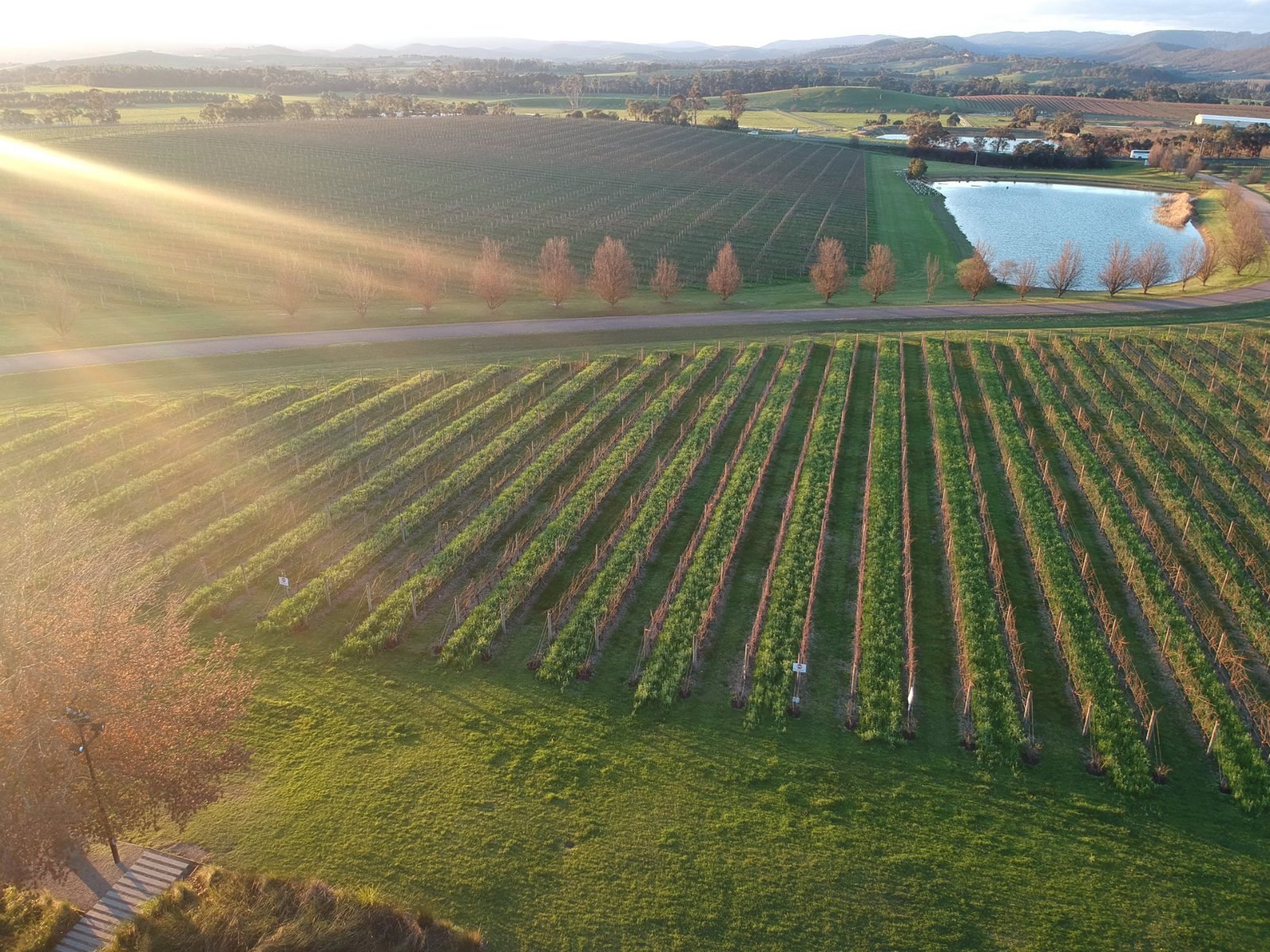 Oakridge Wines Vineyard Row