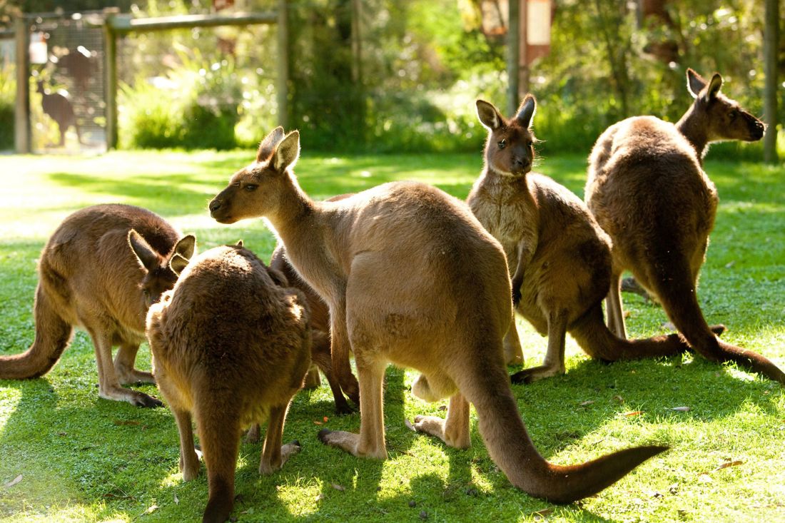 Healesville Sanctuary