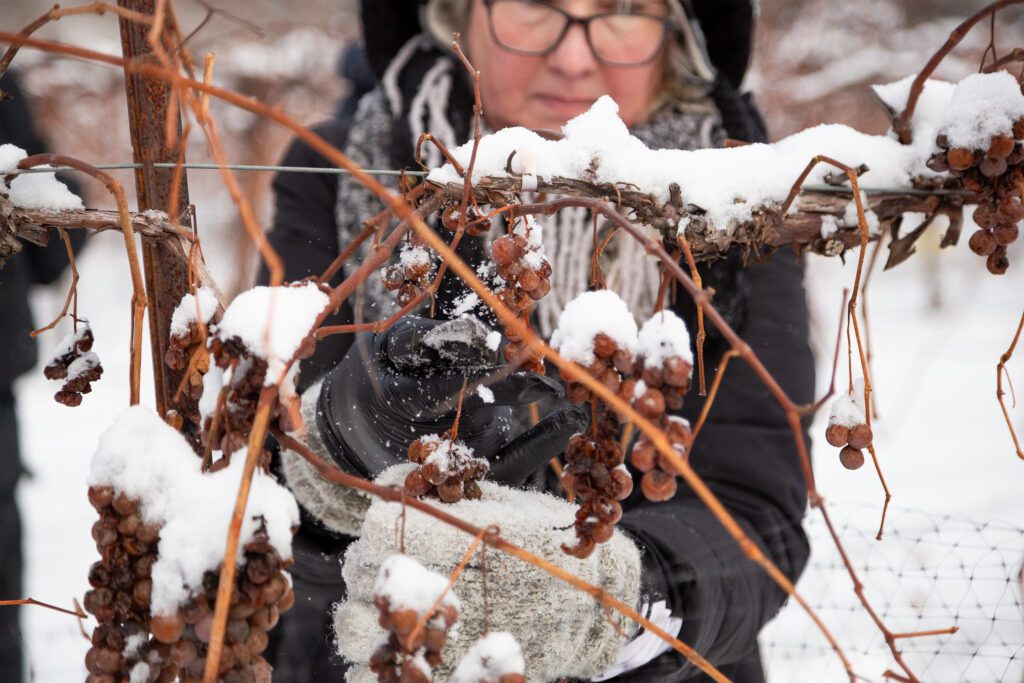 Icewine Production