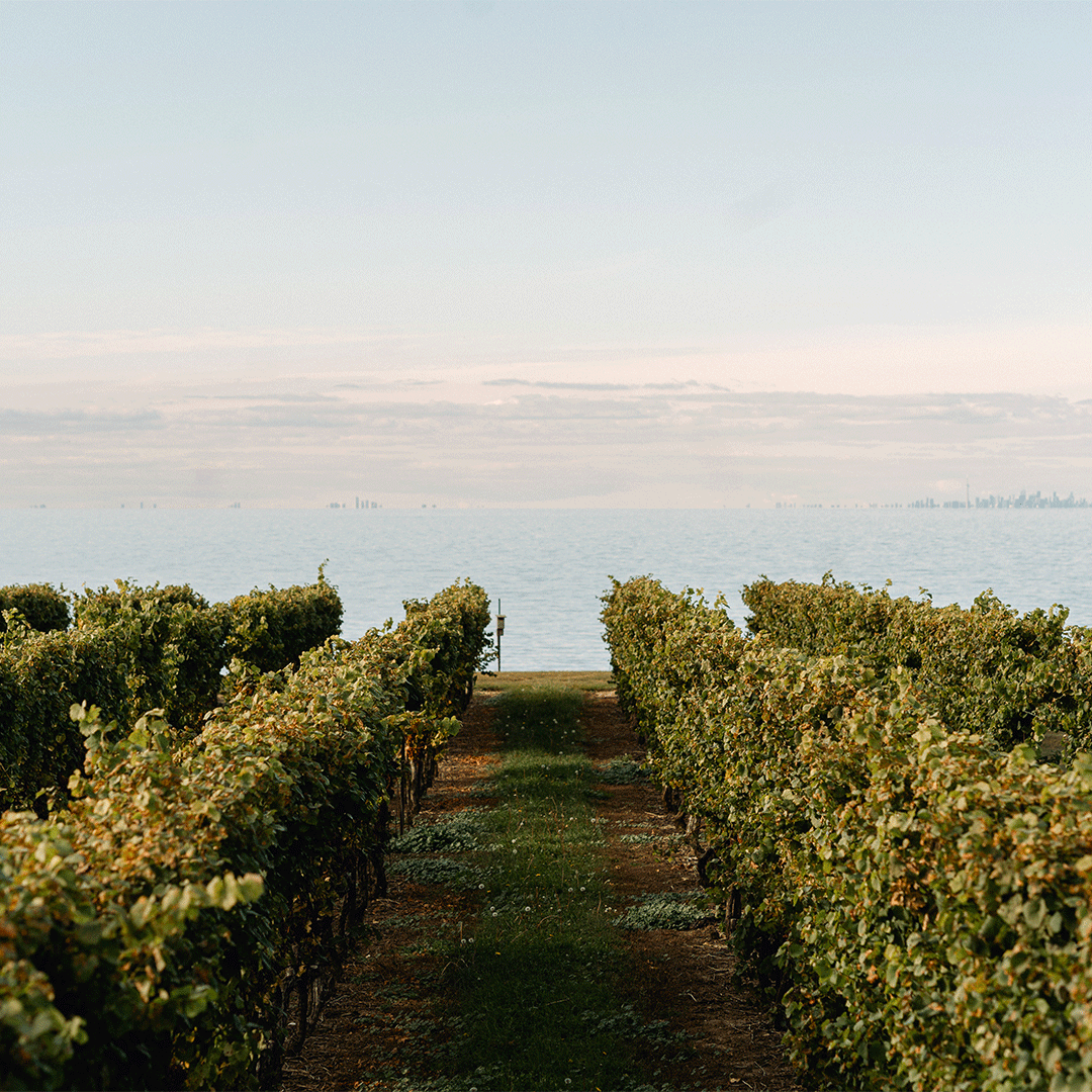 Konzelmann Estate Winery Pier