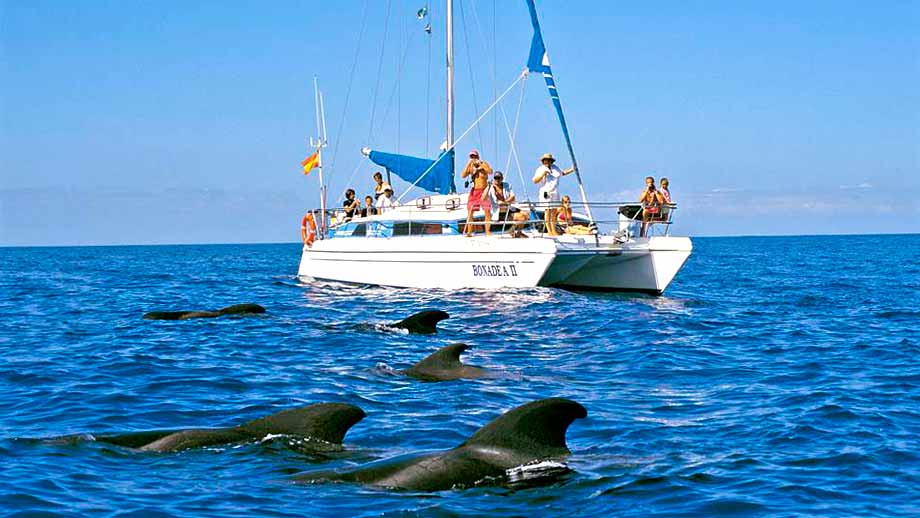 Dolphin and Whale Watching Tenerife Costa Adeje