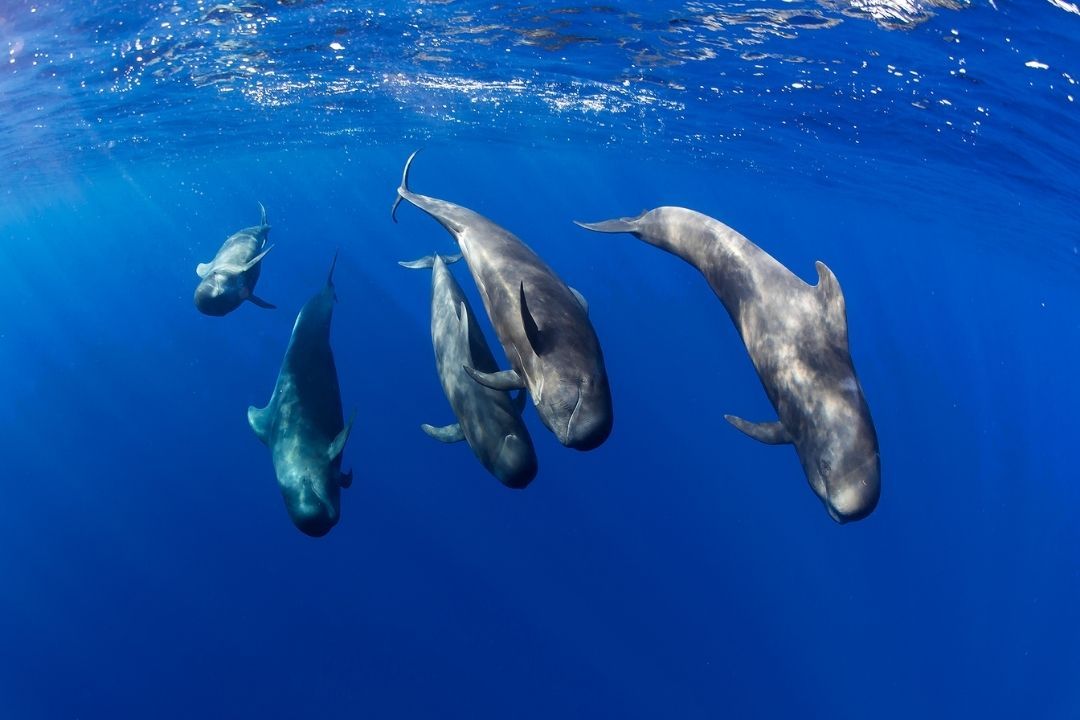 Teno-Rasca Whale Sanctuary