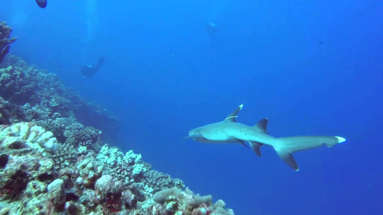 Shark Condos