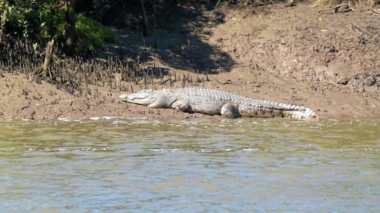 Crocodile Observation Bank