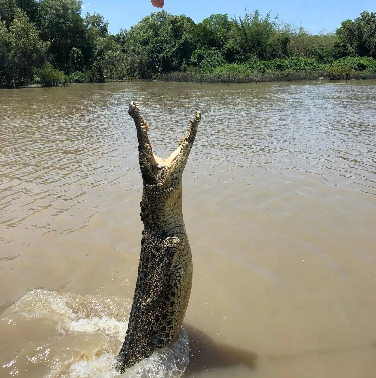 Mary River Wetlands Cruise From Darwin