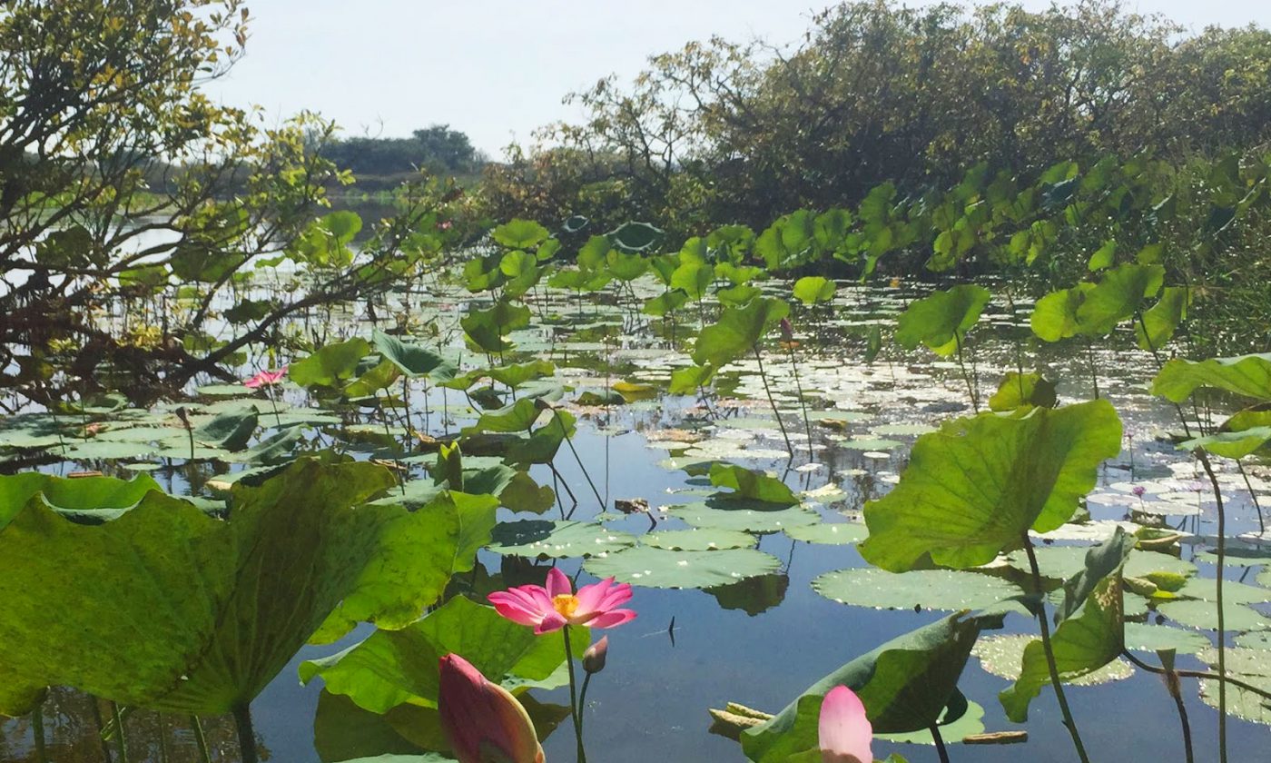 Lotus Lily Fields