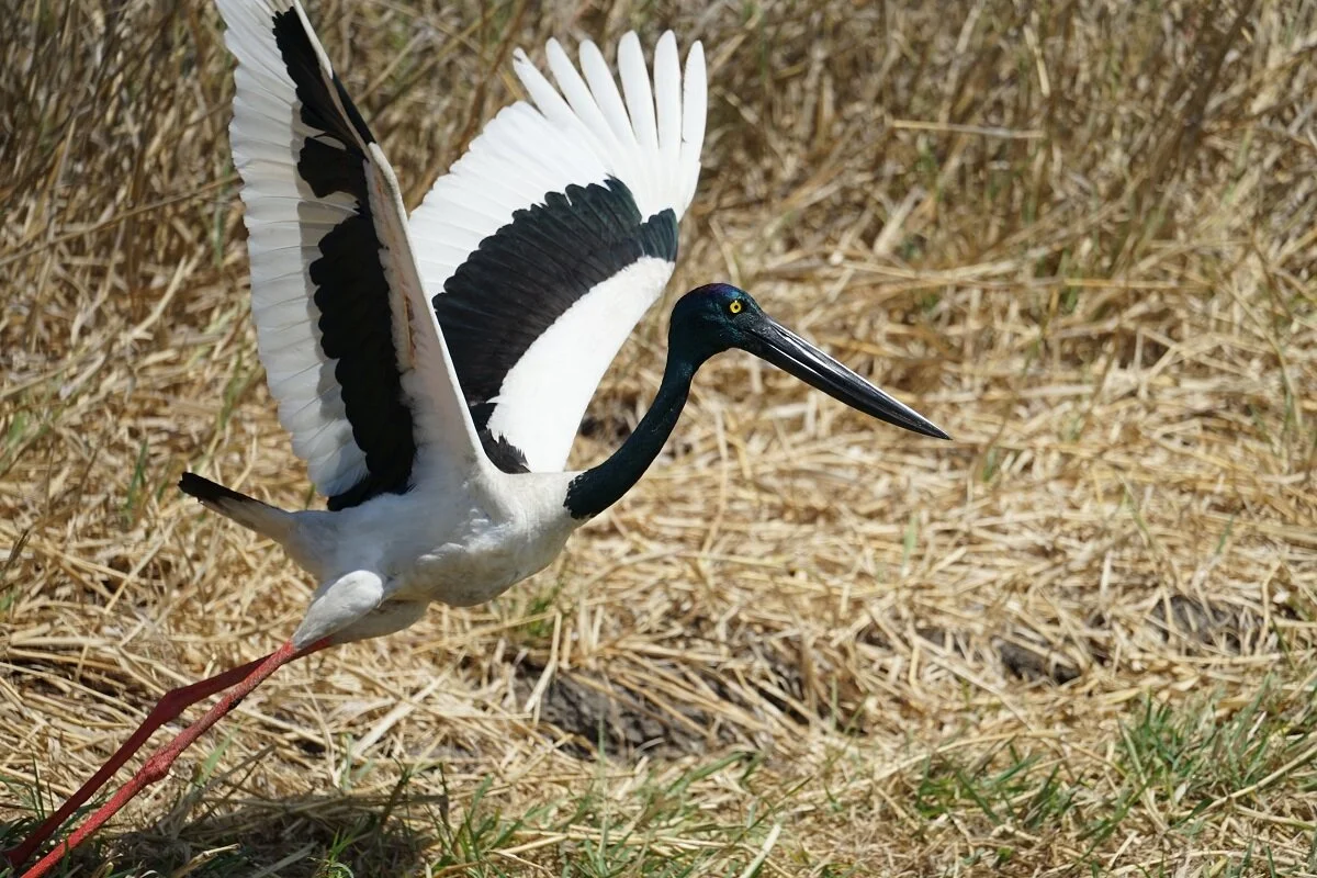 Birdlife Populations