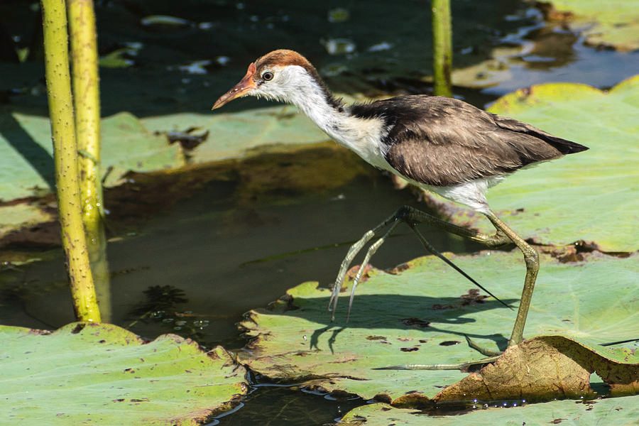 Comb-crested Jacana Habitat