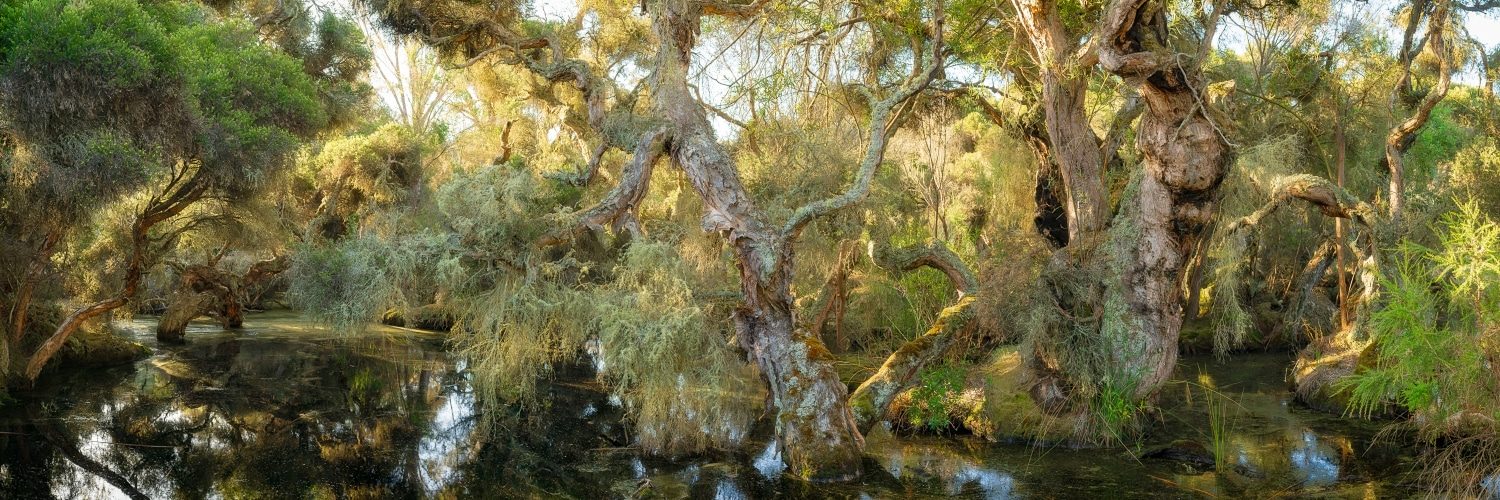 Paperbark Forests