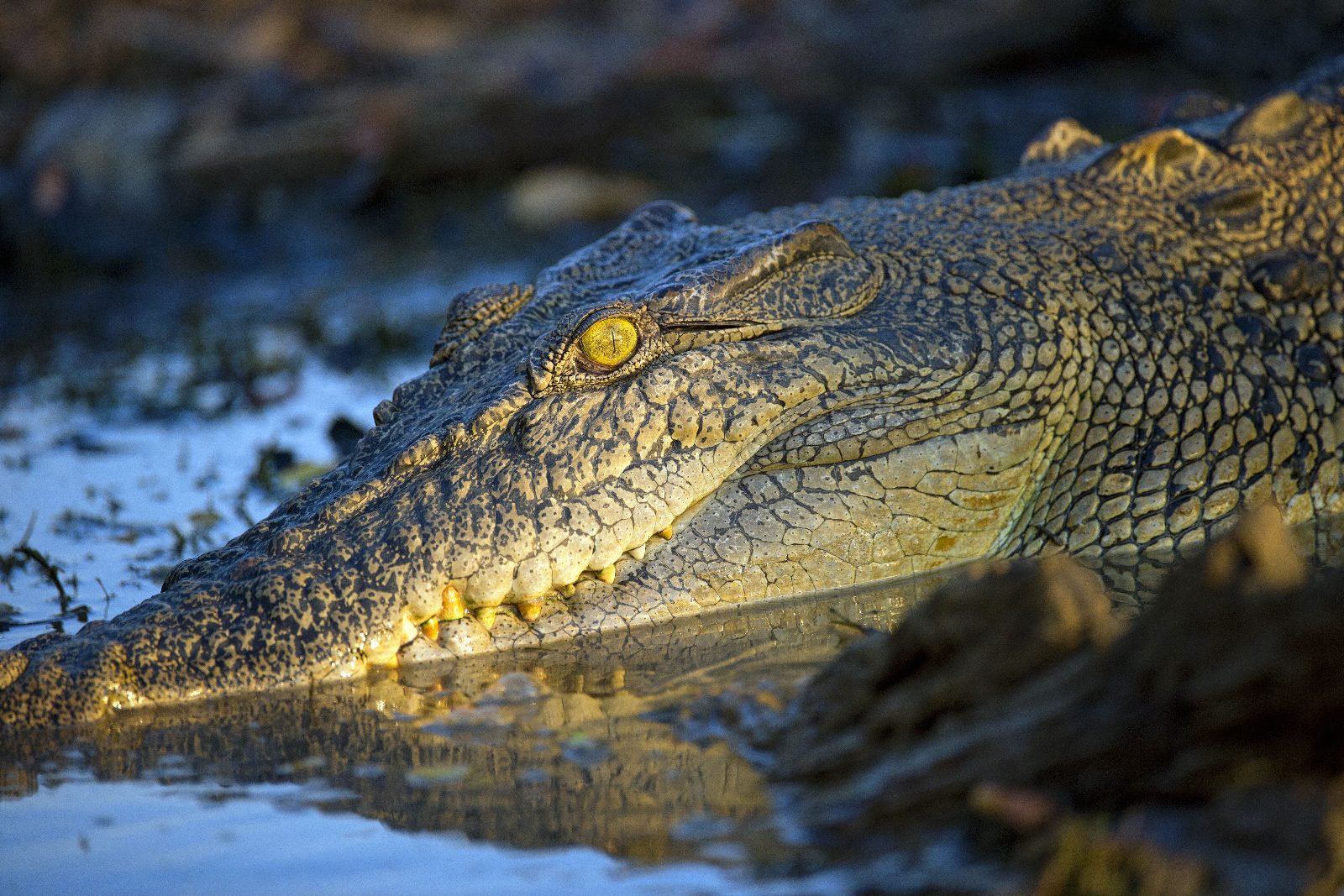 Saltwater Crocodiles
