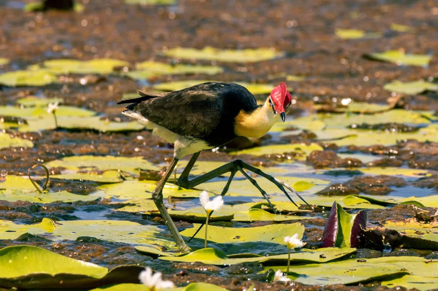 Comb-crested Jacanas