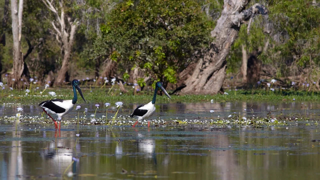 Birdlife Diversity