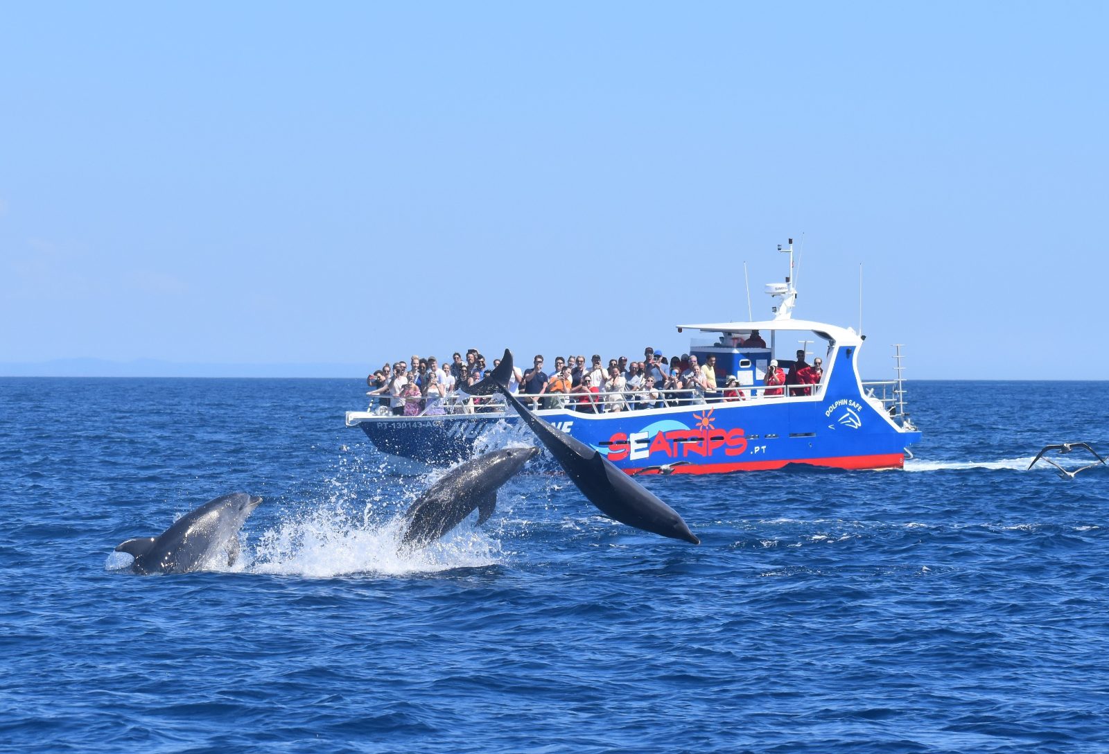 Lisbon Dolphin Watching With Marine Biologist