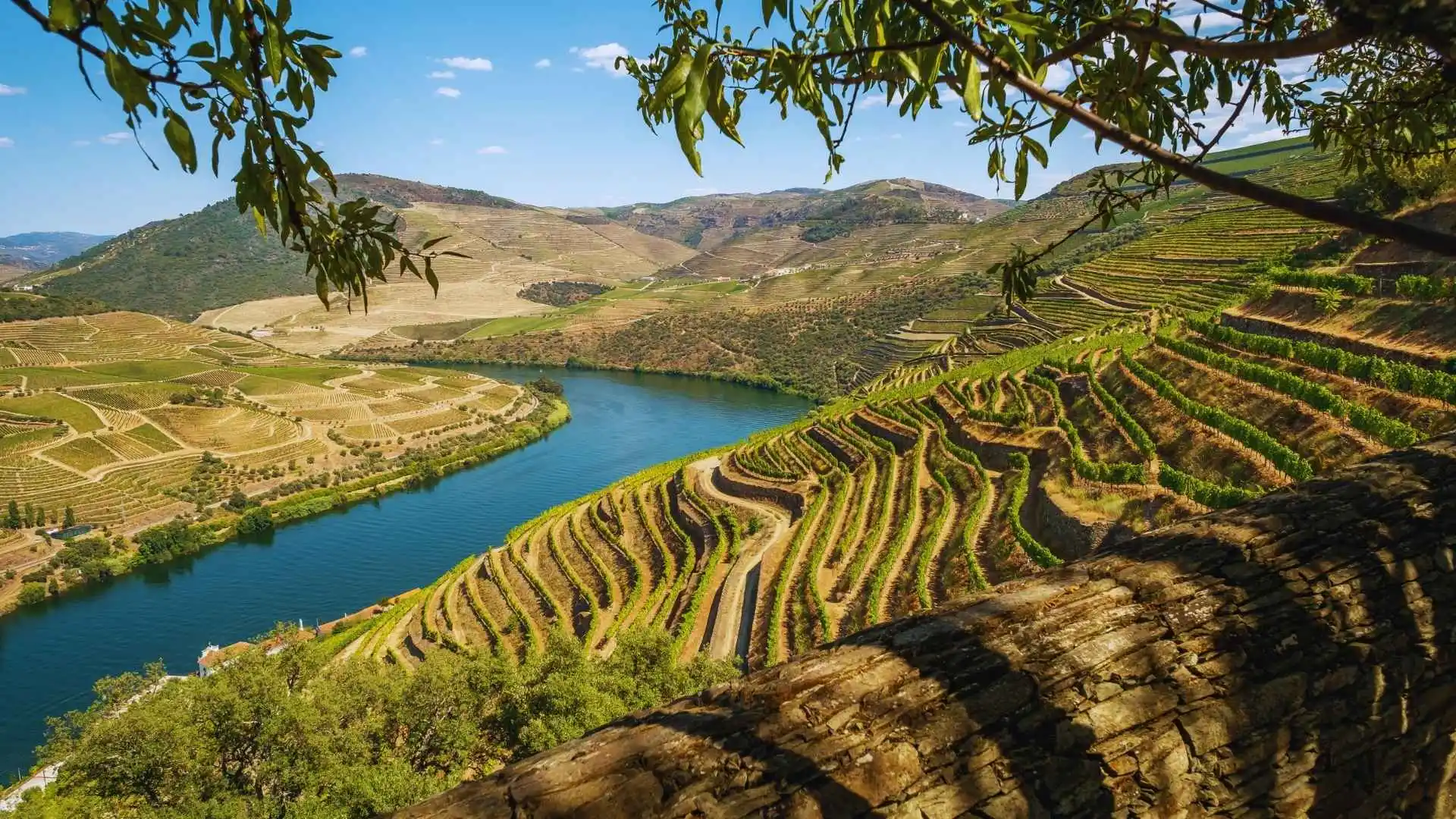 Vineyard Terraces
