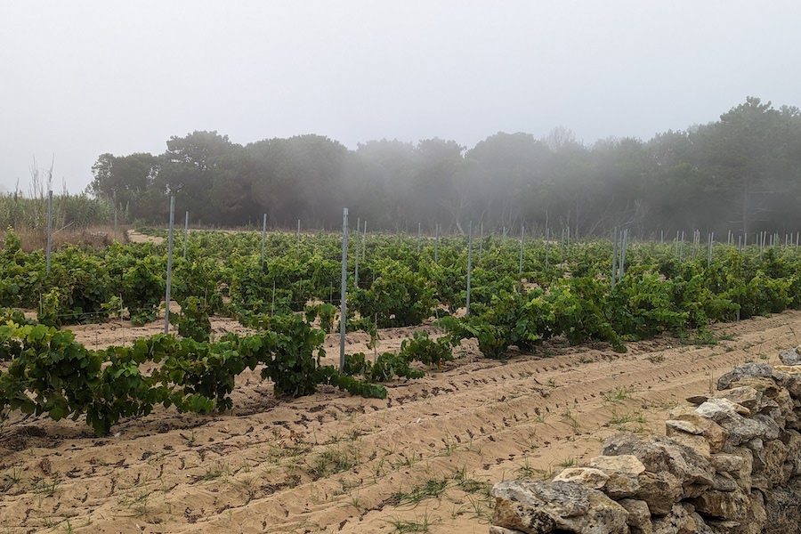 Adega Regional de Colares Vineyards