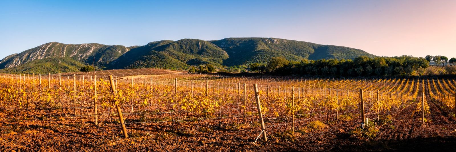 Arábida Natural Park vineyard slopes