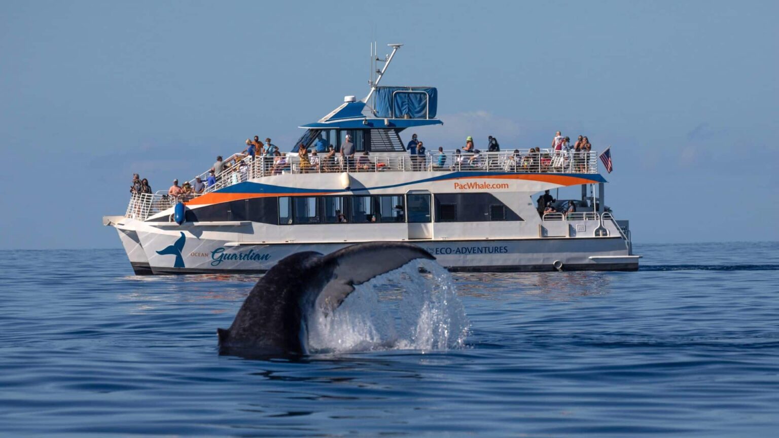 Whale Watching From Sal Cape Verde