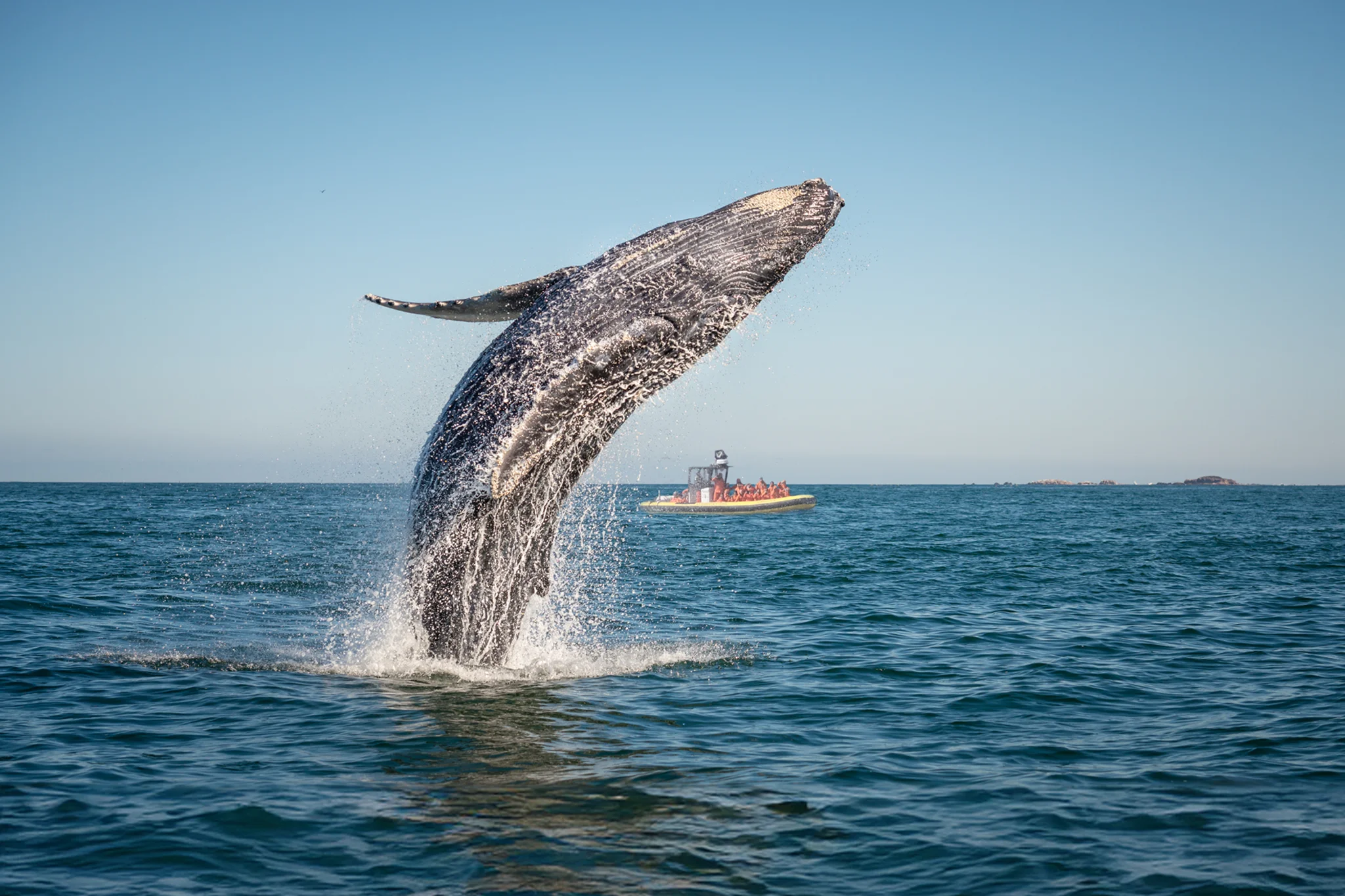Whale Watching Trips Boa Vista Cape Verde