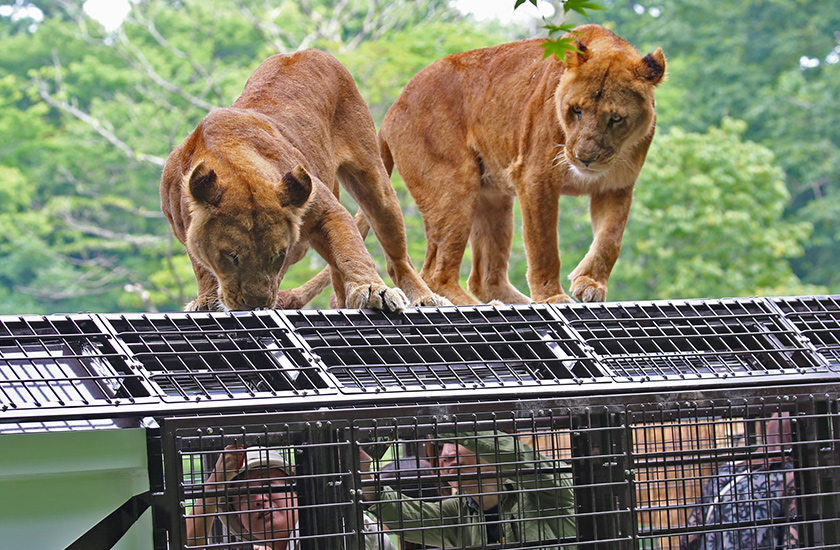 Animal feeding on Super Jungle Bus