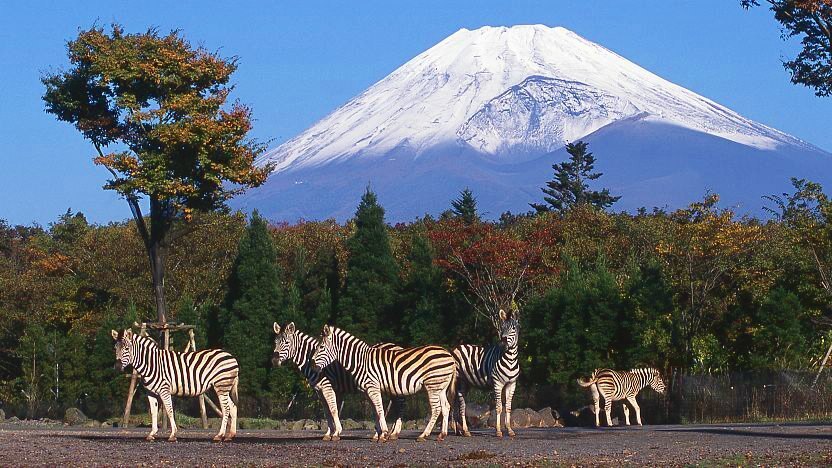 Discover Wildlife at Fuji Safari Park