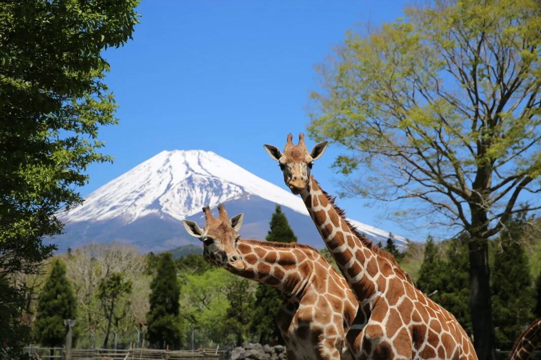 Fuji Safari Park Tours & Tickets