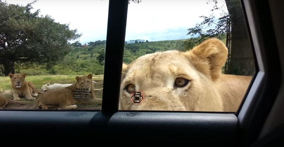 Your experience at Fuji Safari Park Tours & Tickets