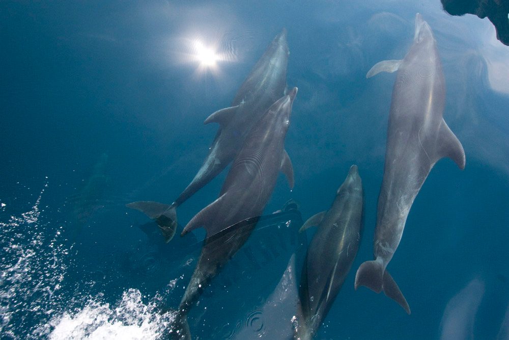 Malaga Dolphin Tour
