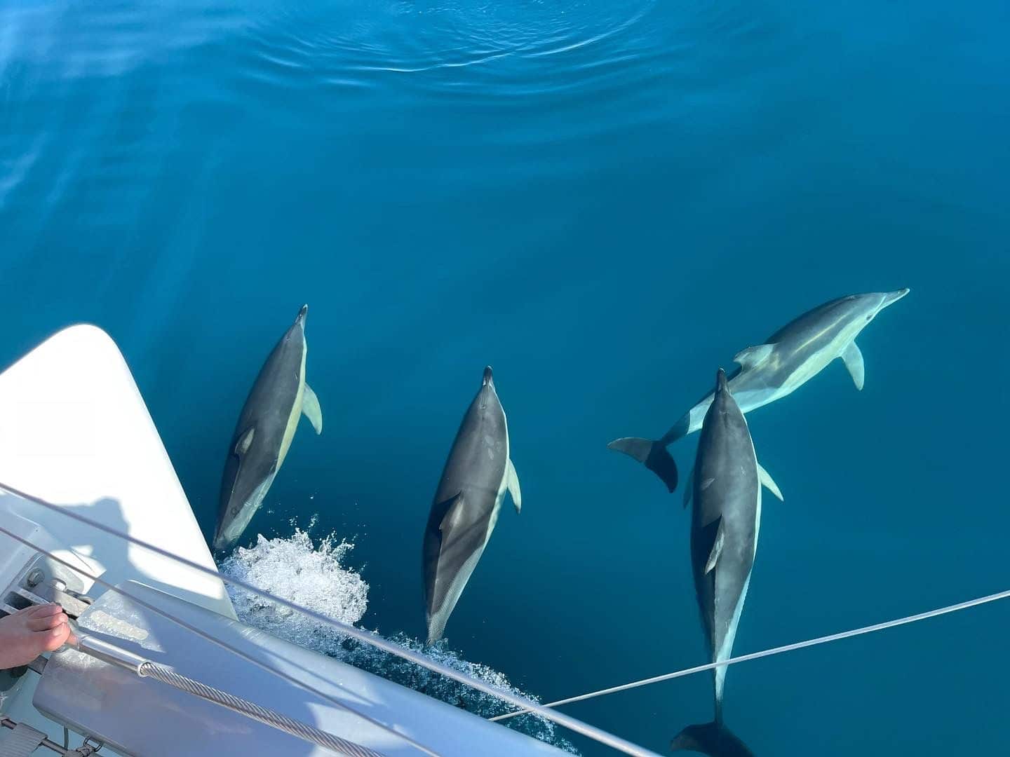 Malaga Dolphin Cruise