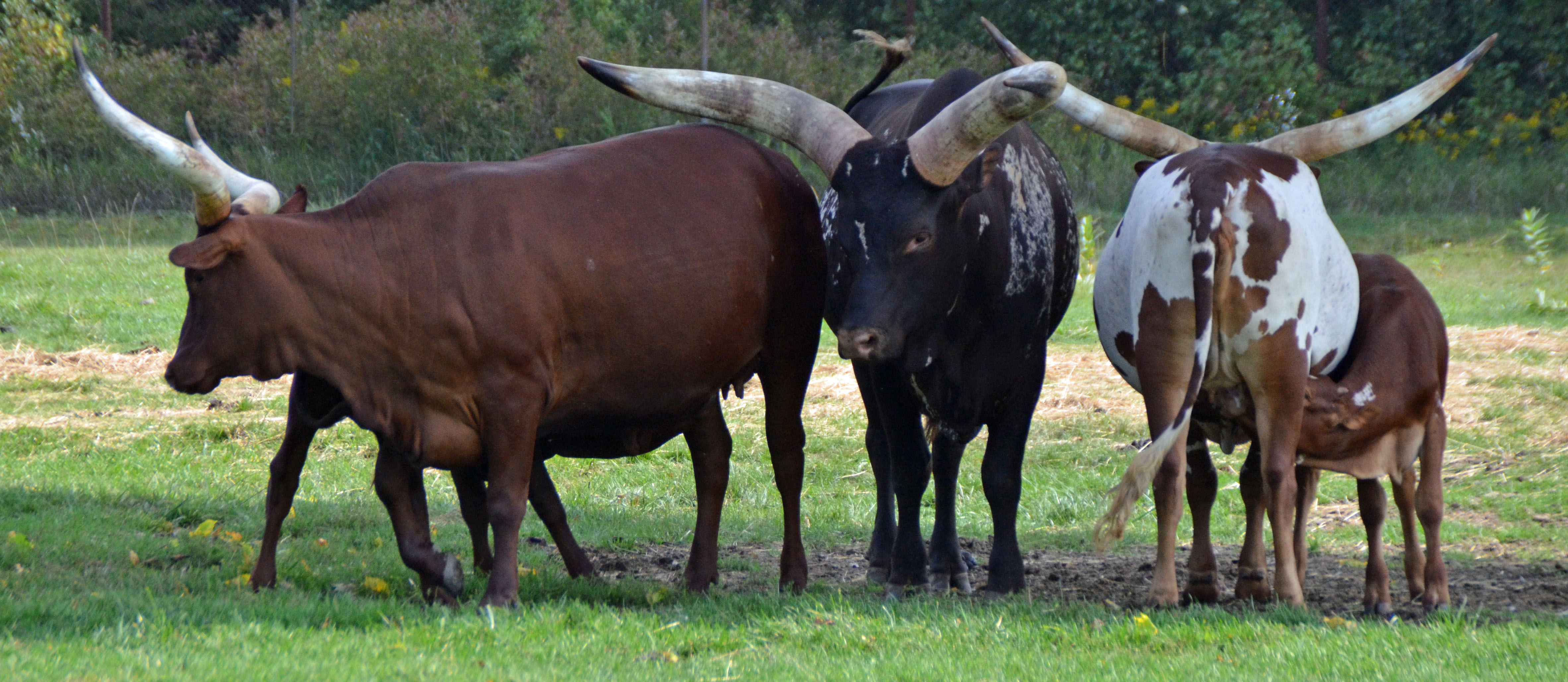 Your experience at Wild Florida Safari Tours & Tickets