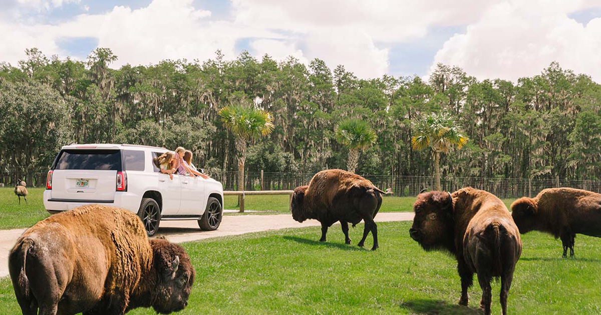 Your Wild Florida Safari Awaits