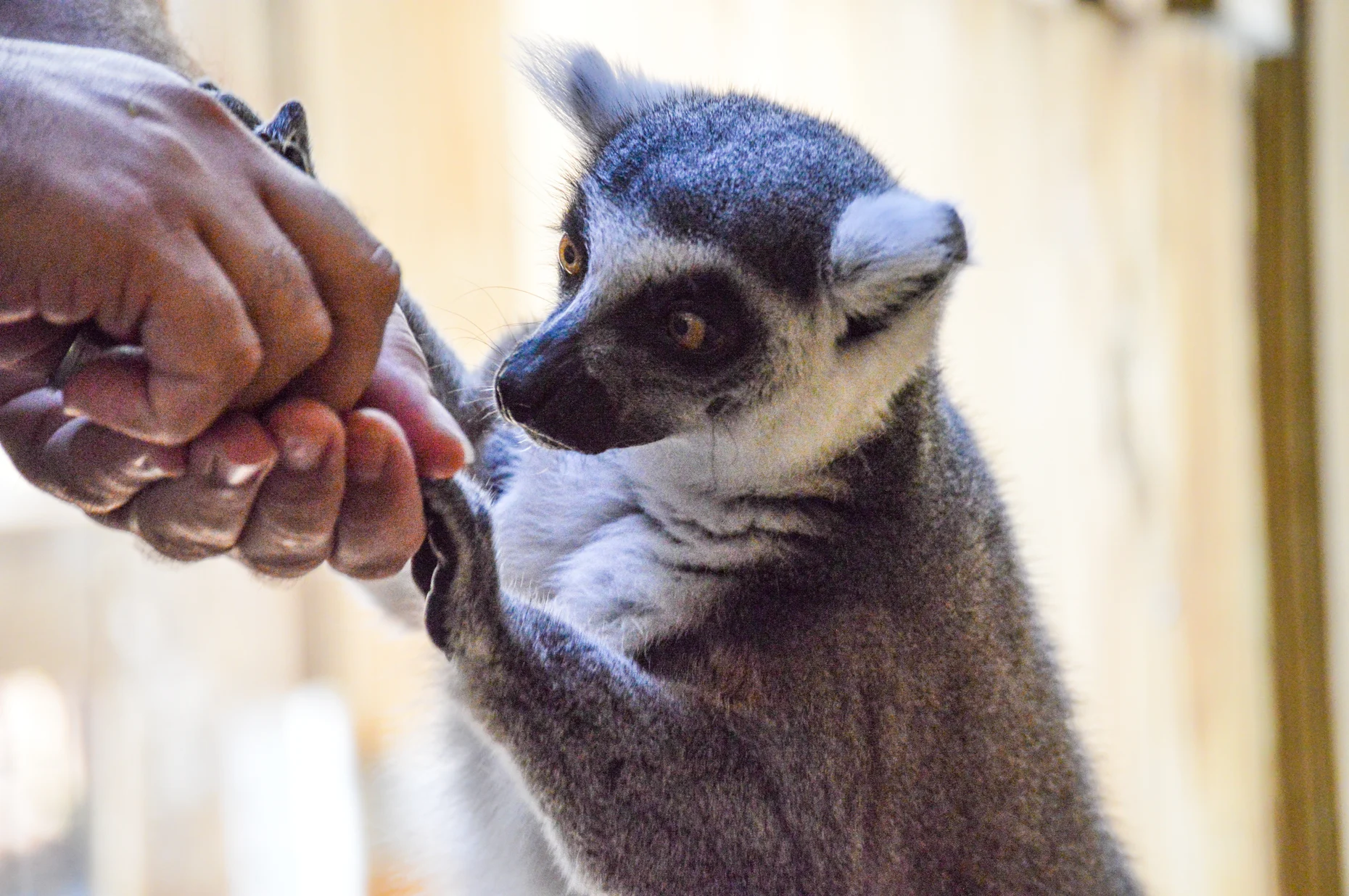 Sloth and Lemur Encounter Zone