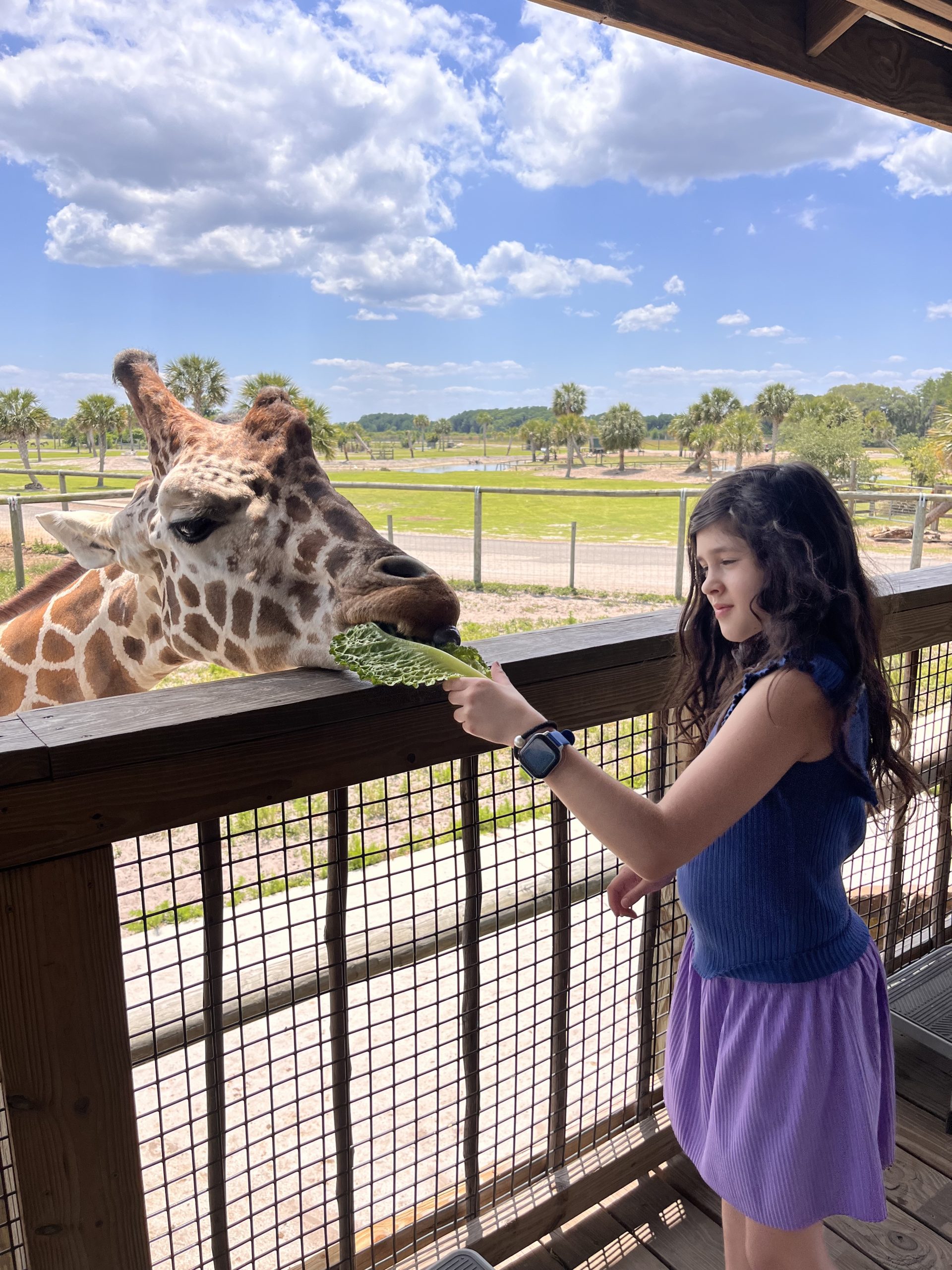 Giraffe Feeding Platform