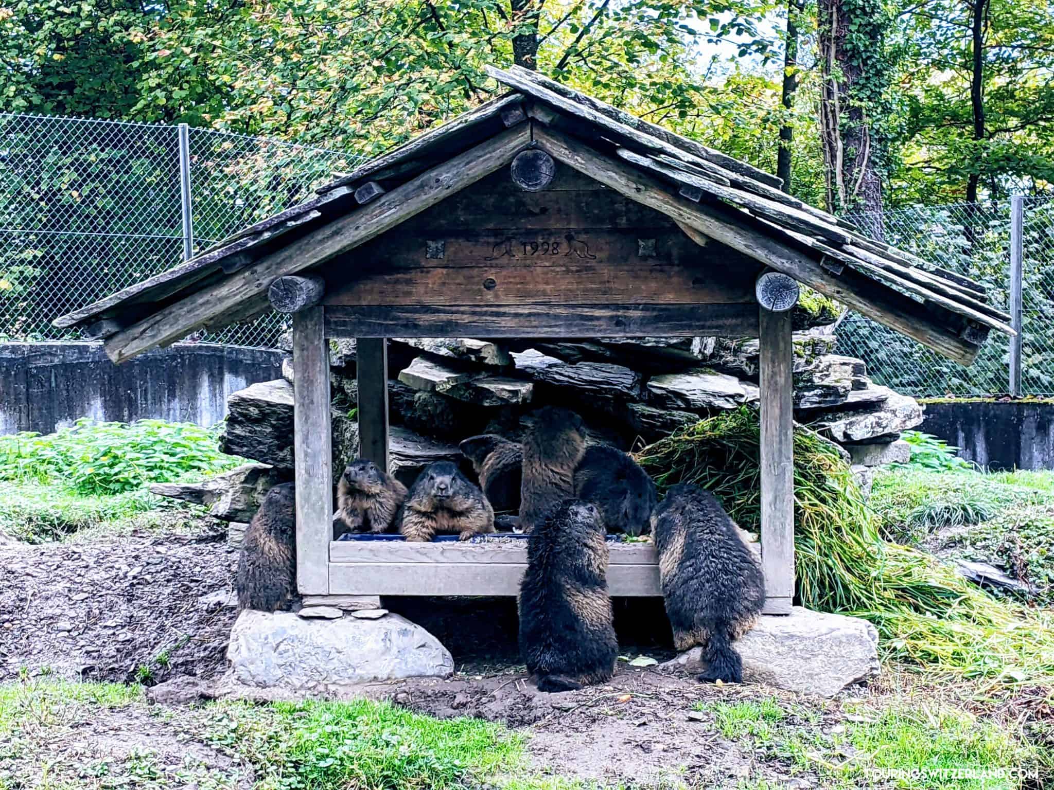 Alpine Wildlife Park