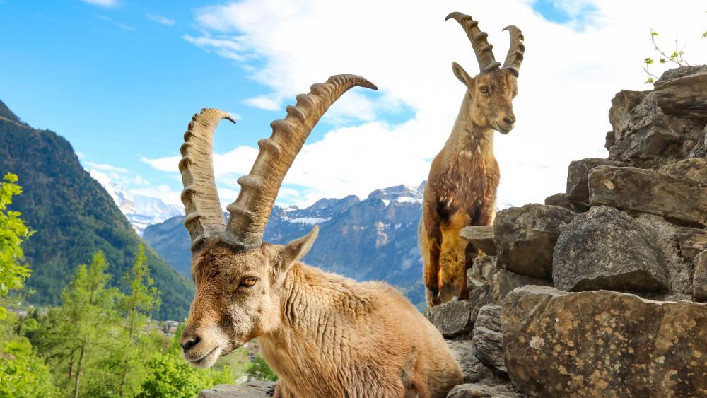 Valley station & Alpine Wildlife Park