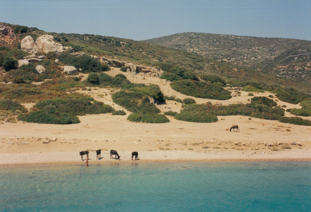 Donkey Island