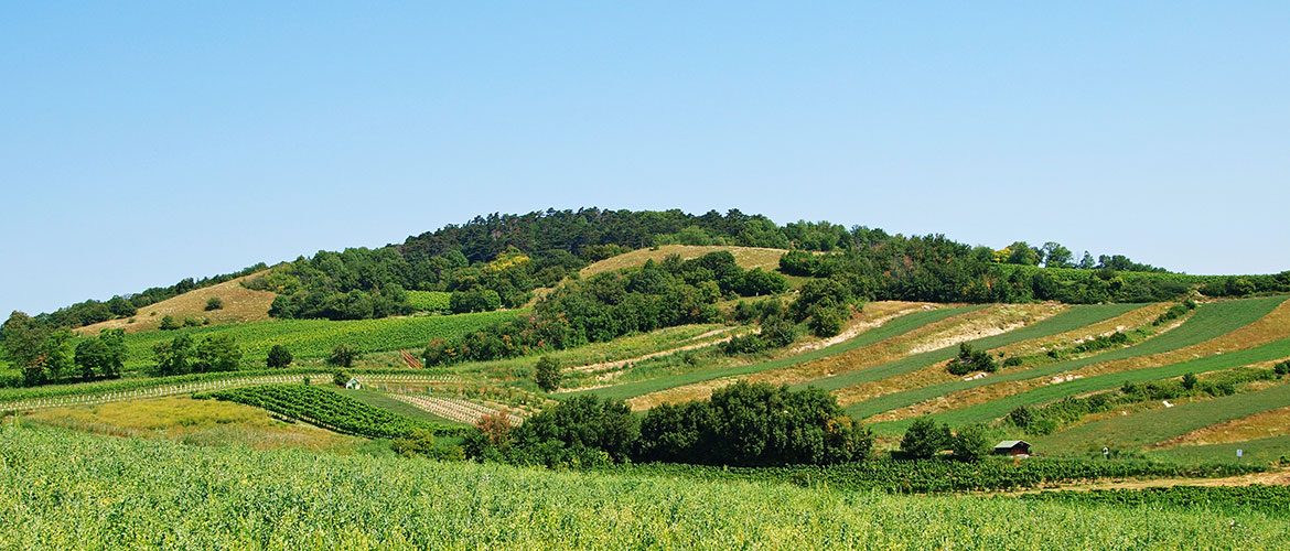 Eichkogel