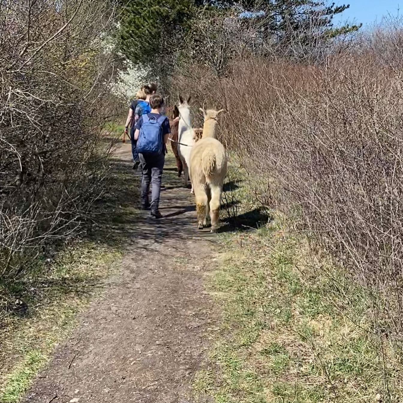 Alpaca Hike Vienna