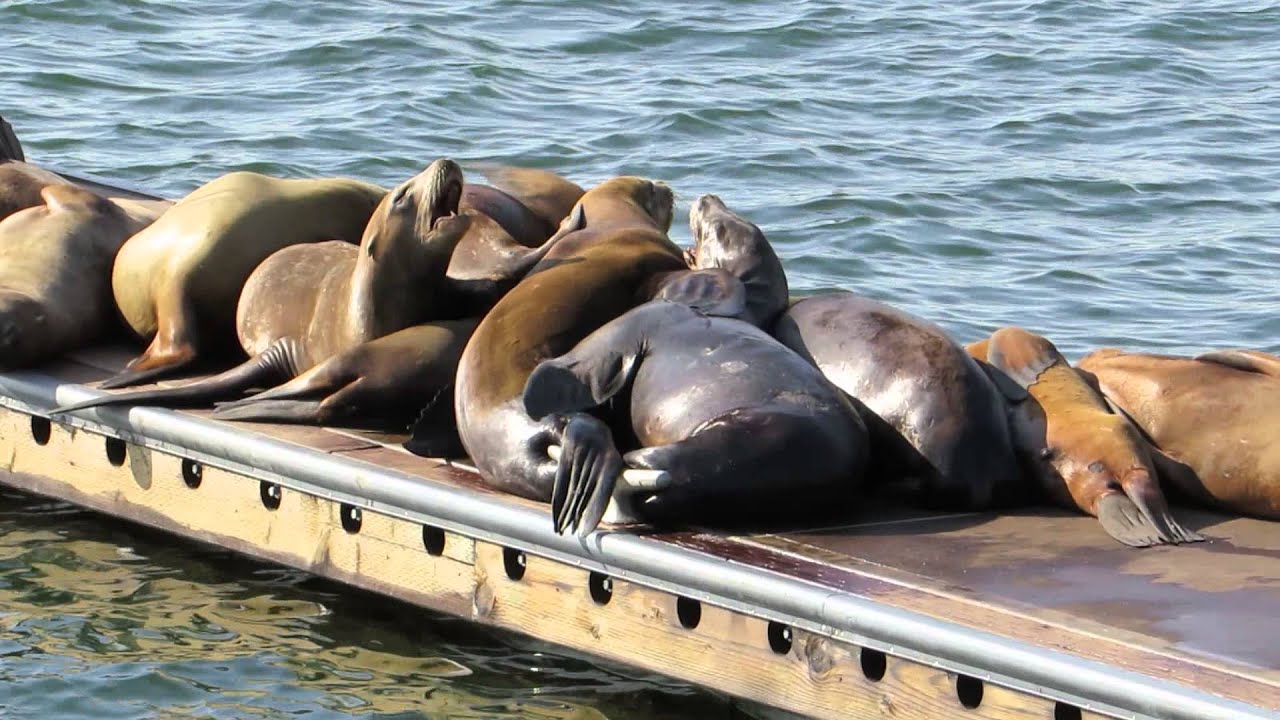 Sea Lion Colonies