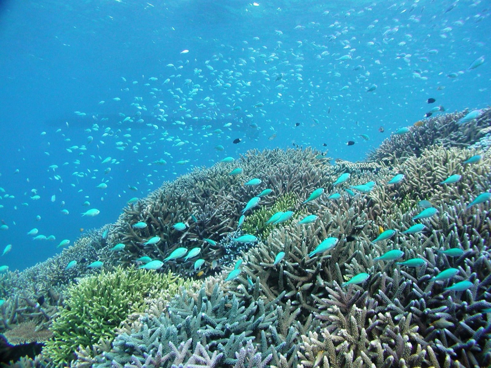Coral Reefs