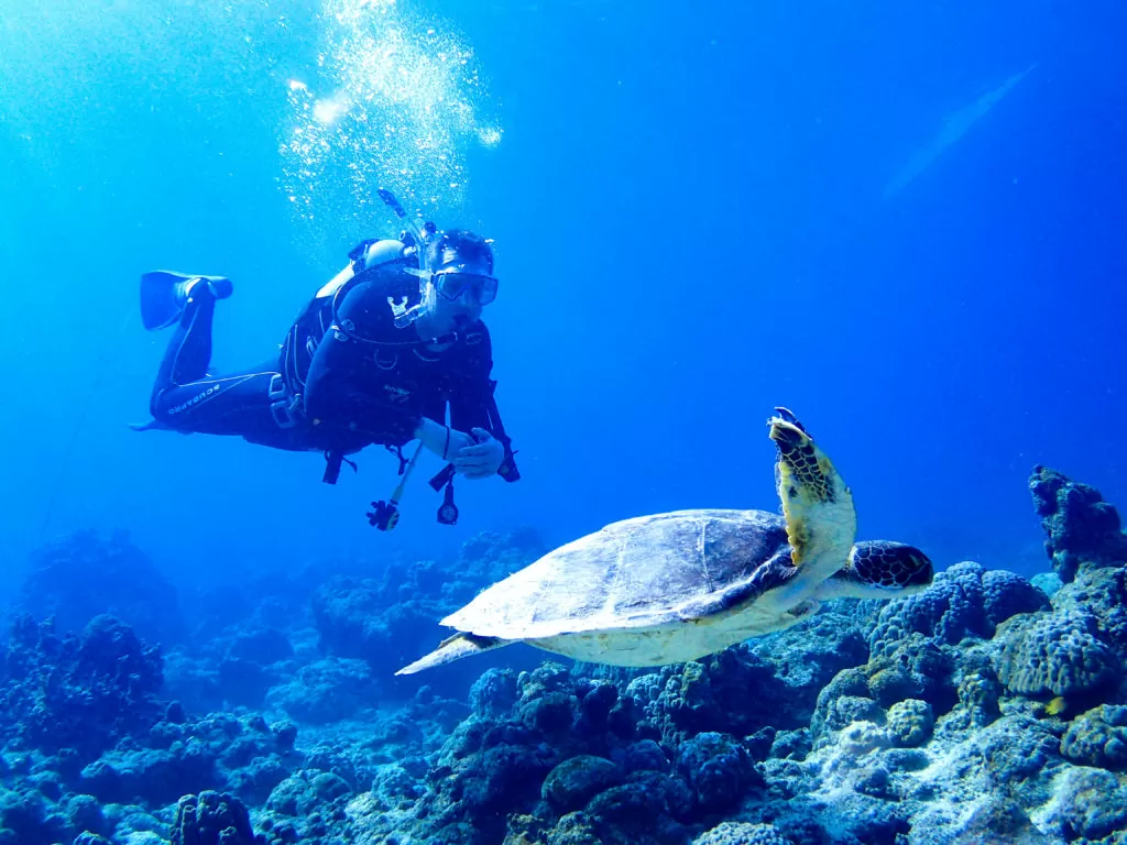 Snorkeling Session
