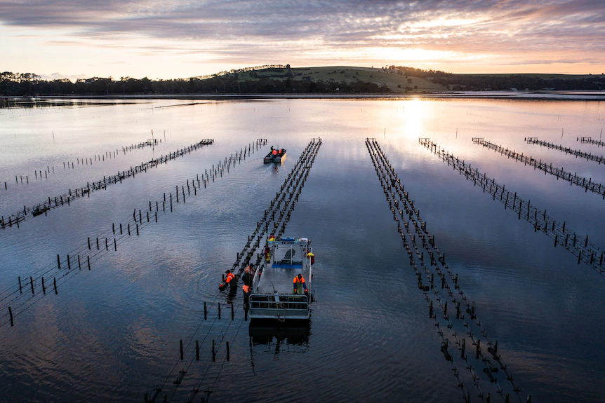 Oyster Leases