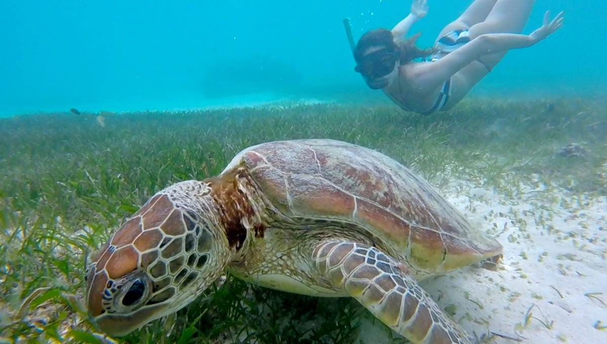Signal Island Turtle Tour
