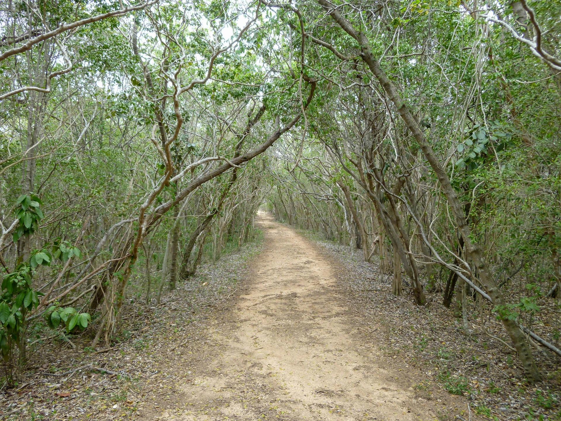 Dry Forest Path