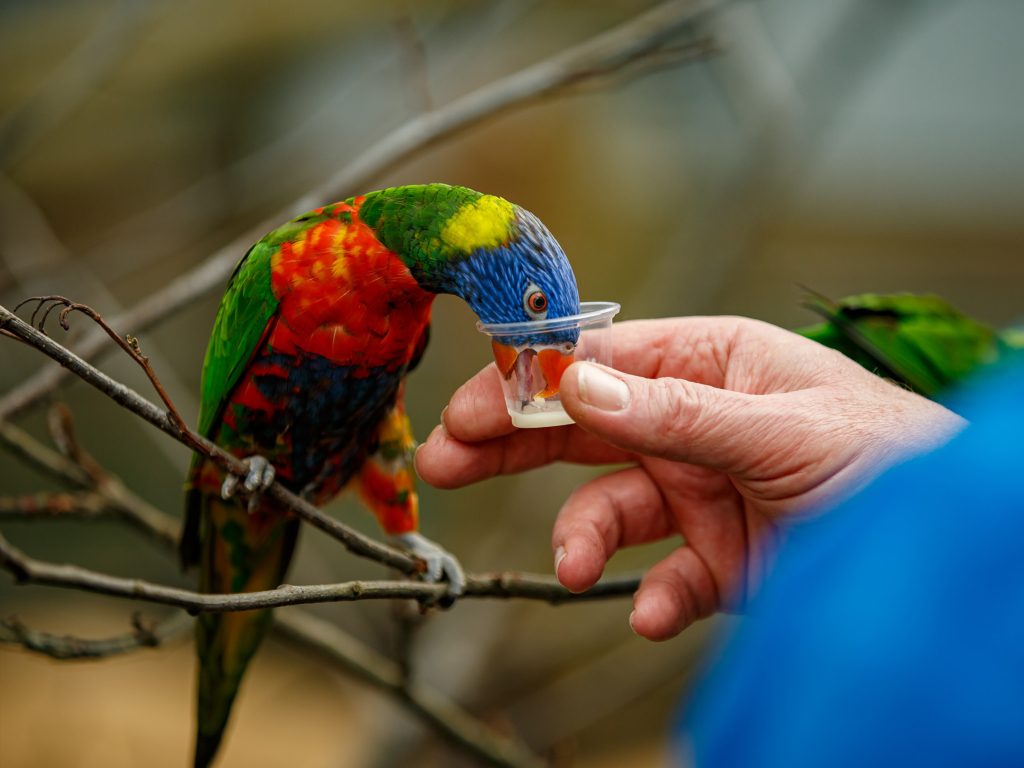 Your experience at Breakfast With the Birds Port Douglas